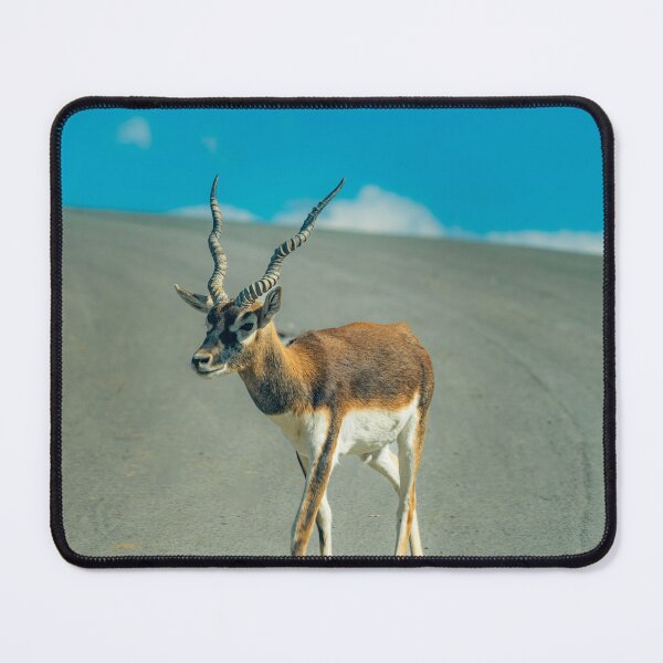 Item preview, Majestic Blackbuck in Golden Light designed and sold by Vsaditya2020.