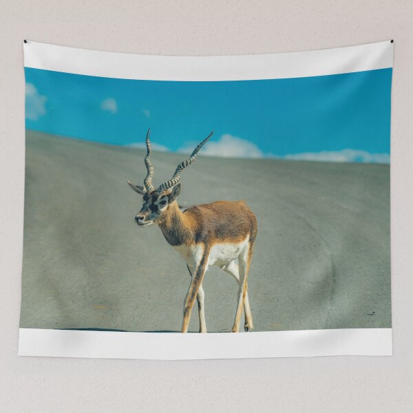 Item preview, Majestic Blackbuck in Golden Light designed and sold by Vsaditya2020.