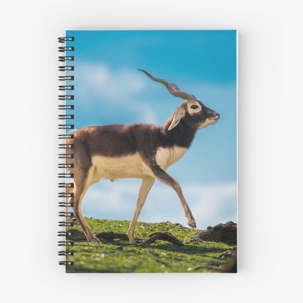 Item preview, Majestic Blackbuck in Golden Light designed and sold by Vsaditya2020.