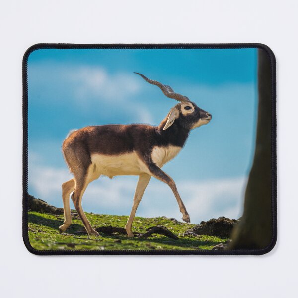 Item preview, Majestic Blackbuck in Golden Light designed and sold by Vsaditya2020.