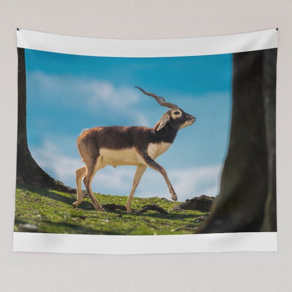Item preview, Majestic Blackbuck in Golden Light designed and sold by Vsaditya2020.