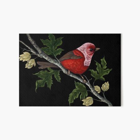 Cardelina Art Board Print