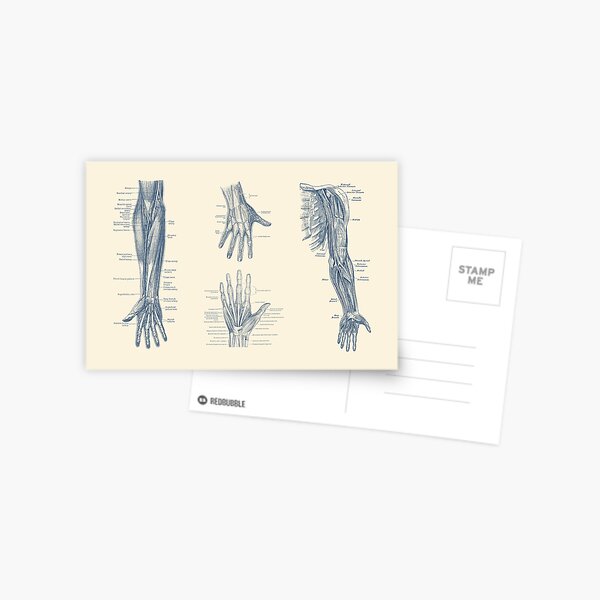 Item preview, Complete Arm and Hand Diagram designed and sold by VAposters.