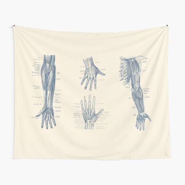 Item preview, Complete Arm and Hand Diagram designed and sold by VAposters.