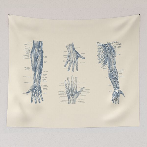 Item preview, Complete Arm and Hand Diagram designed and sold by VAposters.