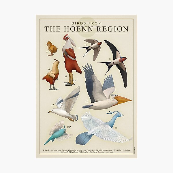 Item preview, Birds of Hóenn designed and sold by Julio Lacerda.