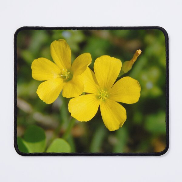 Item preview, Slender Yellow Sorrel designed and sold by gistinker.