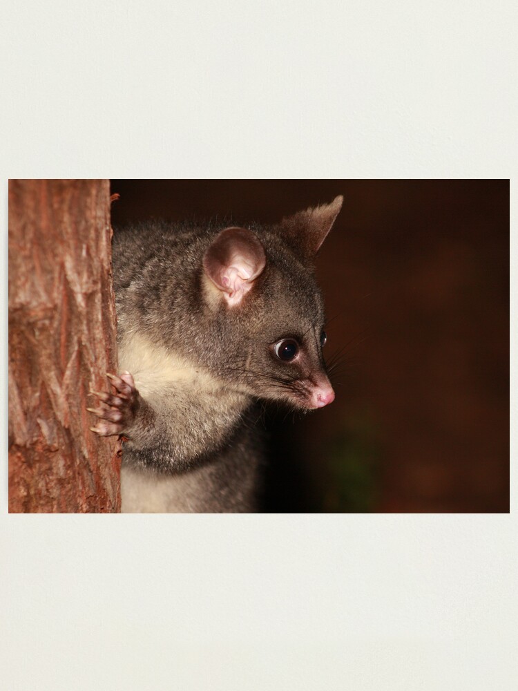 Alternate view of My what big eyes you have! Photographic Print
