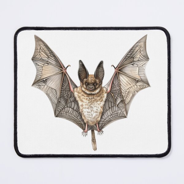 Item preview, Big-Eared Brown Bat Mid-Flight Illustration designed and sold by NatureSyllabus.