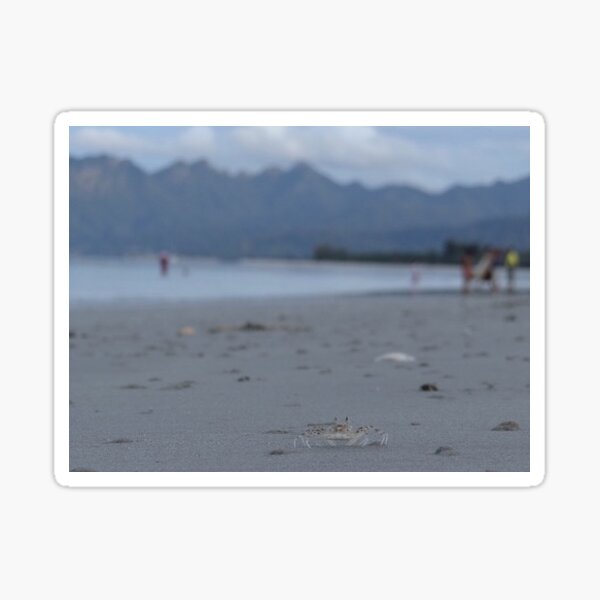 Item preview, Crab on the beach designed and sold by exploramum.