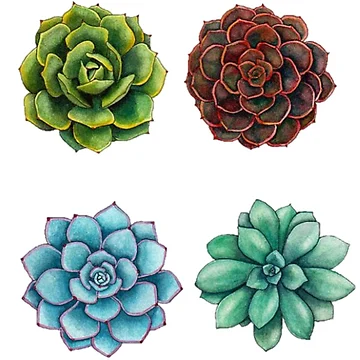 Artwork thumbnail, Cactus by Rosedumpling