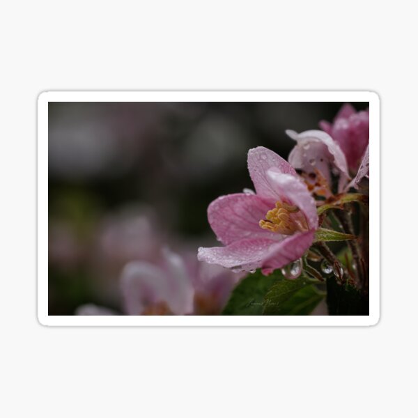 Item preview, Apple Blossoms designed and sold by GiftsofAsili.