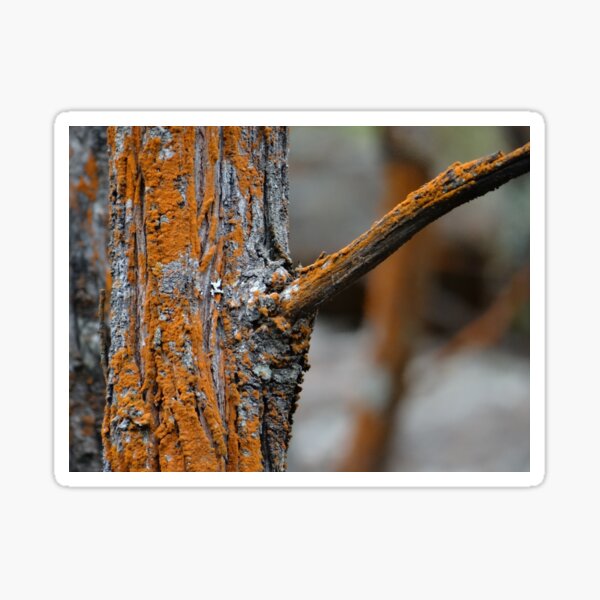 Item preview, Rusty Moss On A Tree Trunk designed and sold by exploramum.
