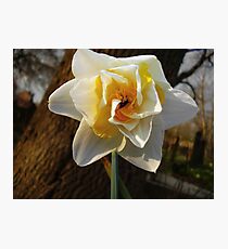 Sweet spring Photographic Print