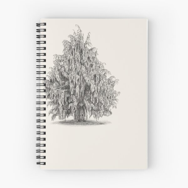 Item preview, Cedar Tree Drawing - Botanical Illustration designed and sold by kolonjArt.