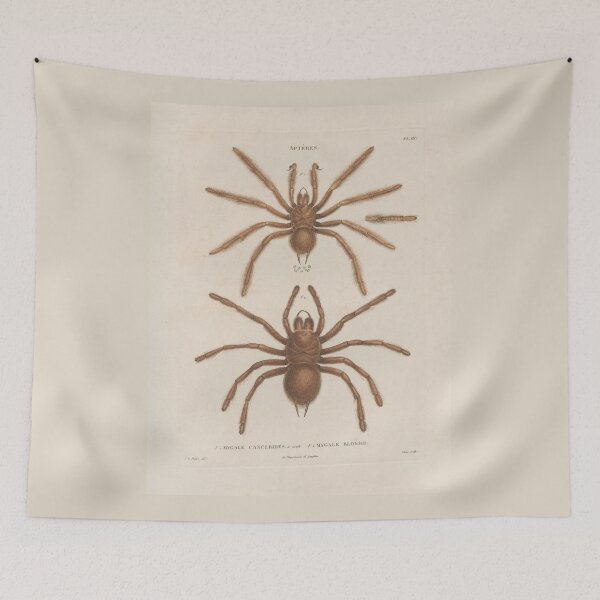 Item preview, Spiders, Vintage Scientific Vintage Illustration designed and sold by Lacasadellora.