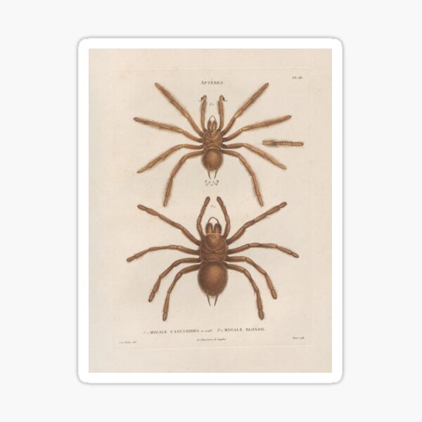 Item preview, Spiders, Vintage Scientific Vintage Illustration designed and sold by Lacasadellora.