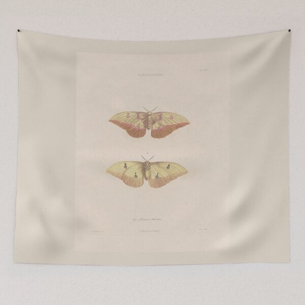 Item preview, Butterflies, Vintage Scientific Illustration designed and sold by Lacasadellora.