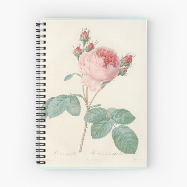Item preview, Rosa Centifolia Flower Scientific Vintage Illustration designed and sold by Lacasadellora.