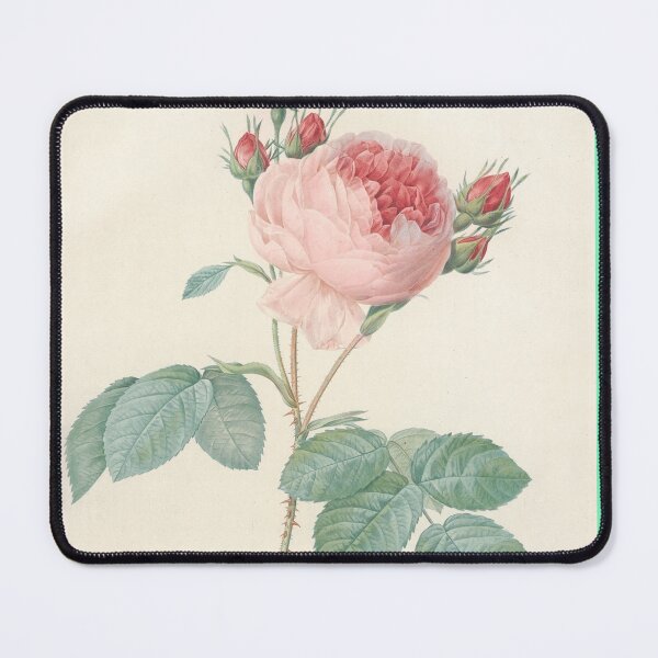 Item preview, Rosa Centifolia Flower Scientific Vintage Illustration designed and sold by Lacasadellora.