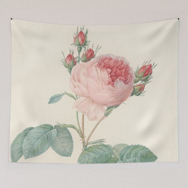 Item preview, Rosa Centifolia Flower Scientific Vintage Illustration designed and sold by Lacasadellora.