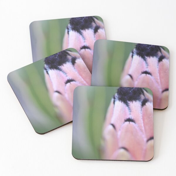 Item preview, proteanerliifolia - Blue Sugarbush designed and sold by imaginethis.