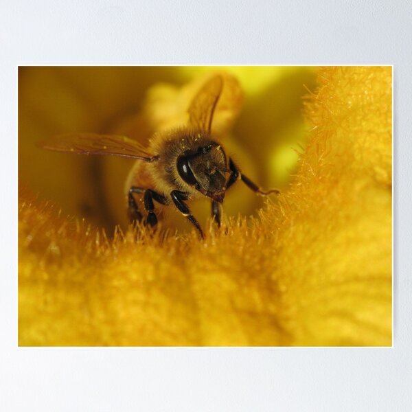 Item preview, Pollinated Bee! designed and sold by KiriLees.