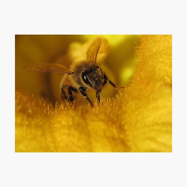 Item preview, Pollinated Bee! designed and sold by KiriLees.
