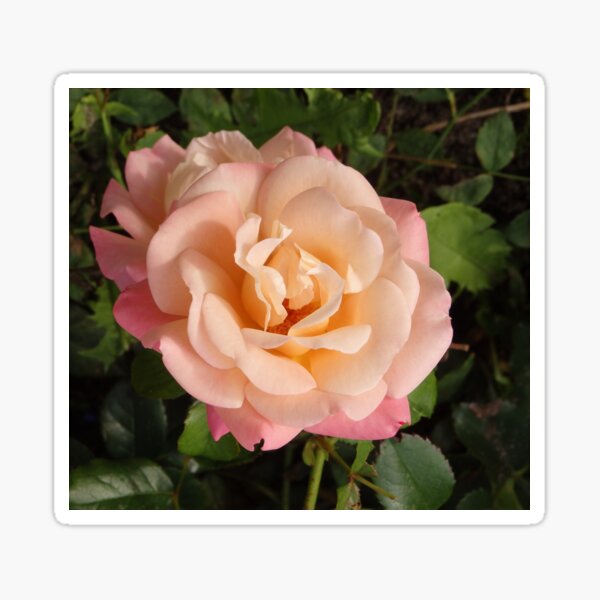 Item preview, Peach Rose flower salmon to yellow gradient designed and sold by Betulek.