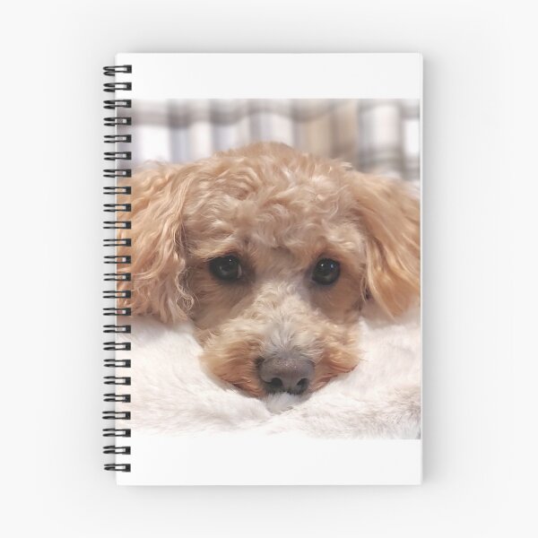 Item preview, Apricot Maltipoo  designed and sold by Liz Lane.