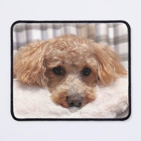 Item preview, Apricot Maltipoo designed and sold by Liz Lane.