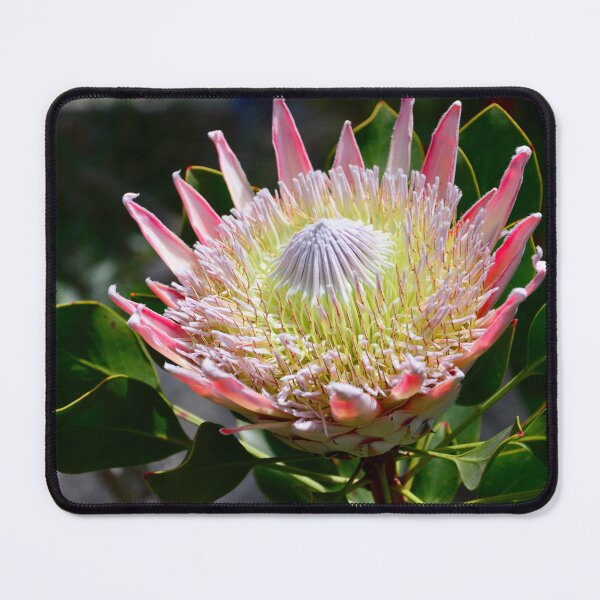 Item preview, king protea designed and sold by Natasha Cusmanich.