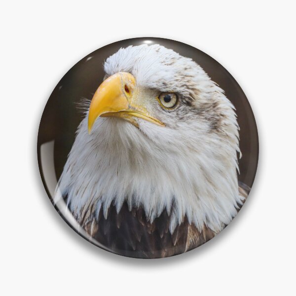 Item preview, Statuesque bald eagle designed and sold by Martin Fenton.