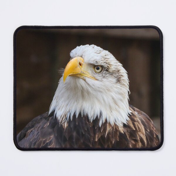 Item preview, Statuesque bald eagle designed and sold by Martin Fenton.