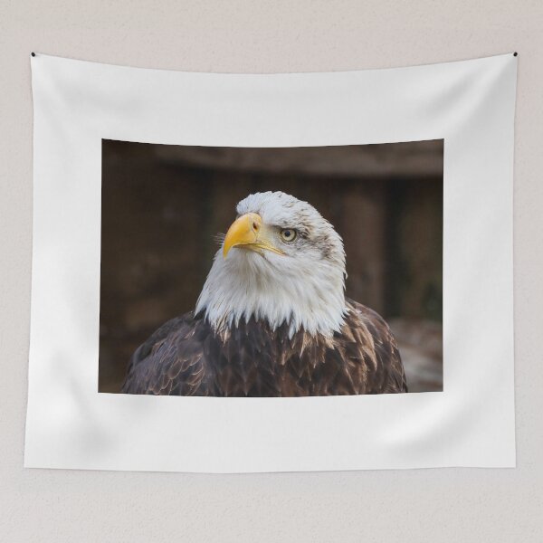 Item preview, Statuesque bald eagle designed and sold by Martin Fenton.