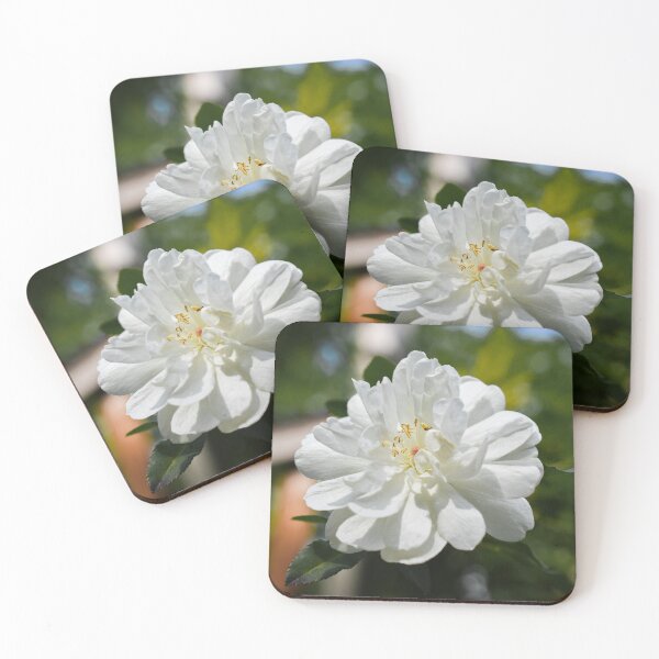 Item preview, Beautiful White Rose Bloom Flower Photography designed and sold by CaytlinEPhotos.