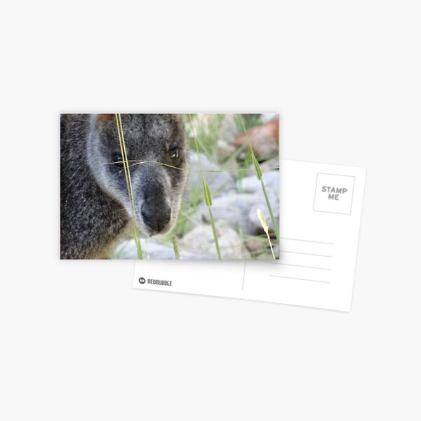 Item preview, I'm looking at you said the kangaroo designed and sold by exploramum.