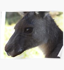 Kangaroo Close up Halls Gap Victoria Poster
