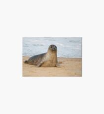 Seal Pup - Dudley Art Board Print