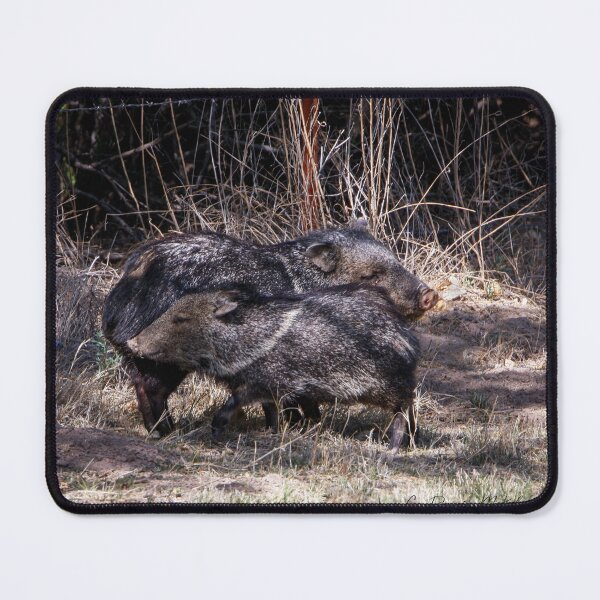 Item preview, Javelina Friends designed and sold by Texas Enfocus Photography.