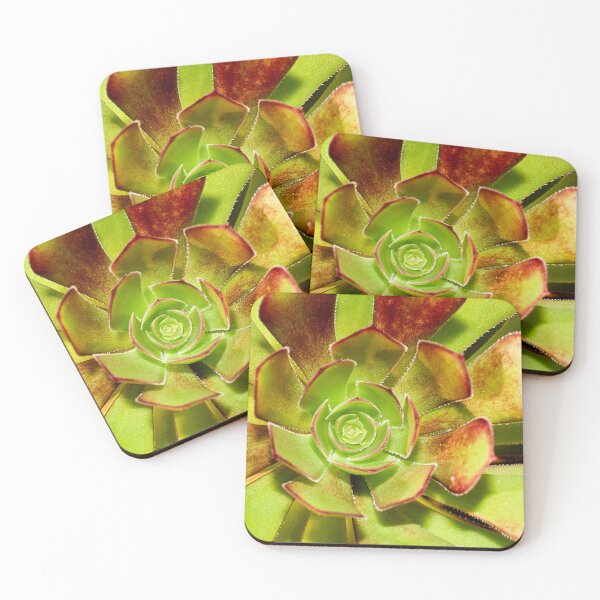 Item preview, Aeonium Evergreen Succulent designed and sold by FOLK ART FUSION by heidiannemorris.