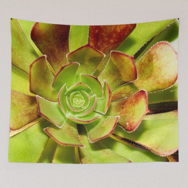 Item preview, Aeonium Evergreen Succulent designed and sold by FOLK ART FUSION by heidiannemorris.