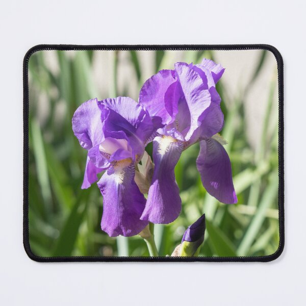 Item preview, Amethyst Purple Iris Blooms at the Garden Edge designed and sold by Georgia Mizuleva.