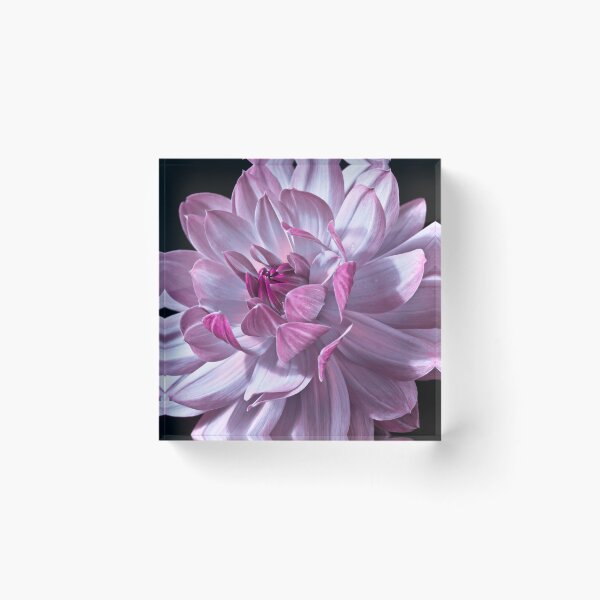 Item preview, Dahlia Magic designed and sold by assaf.
