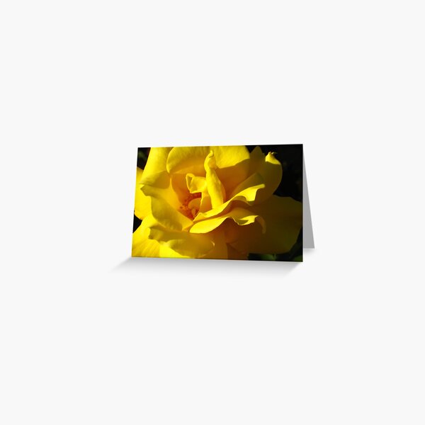 Item preview, Yellow Rose Full Bloom in Light and Shadow designed and sold by JoyousArt4u.