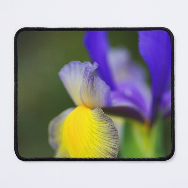 Item preview, Miss Saigon Beardless Spring Iris designed and sold by Joy Watson - Natural Light Photography .