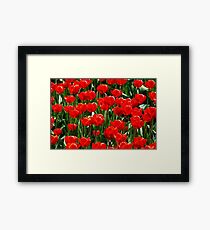 Red tulips Framed Print