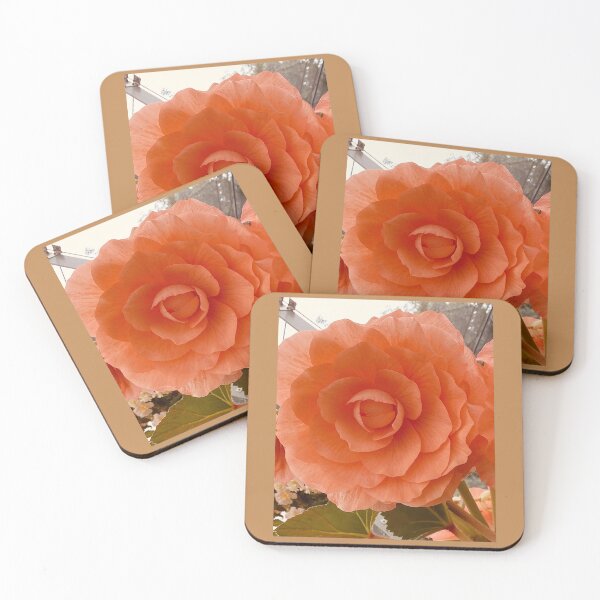 Item preview, full bloom apriot begonia designed and sold by Pauline  Whitburn.