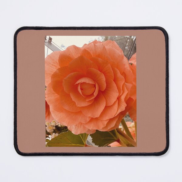 Item preview, full bloom apriot begonia designed and sold by Pauline  Whitburn.