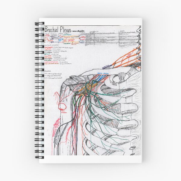 Item preview, Upper Limb Nervous System (pt. 1) designed and sold by dr-duncan.